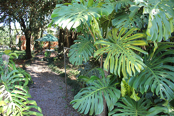 planta de grandes hojas verdes